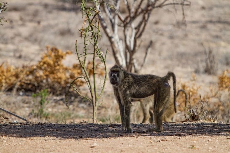 Side view of a monkey on the ground