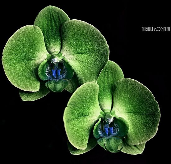Close-up of a flower