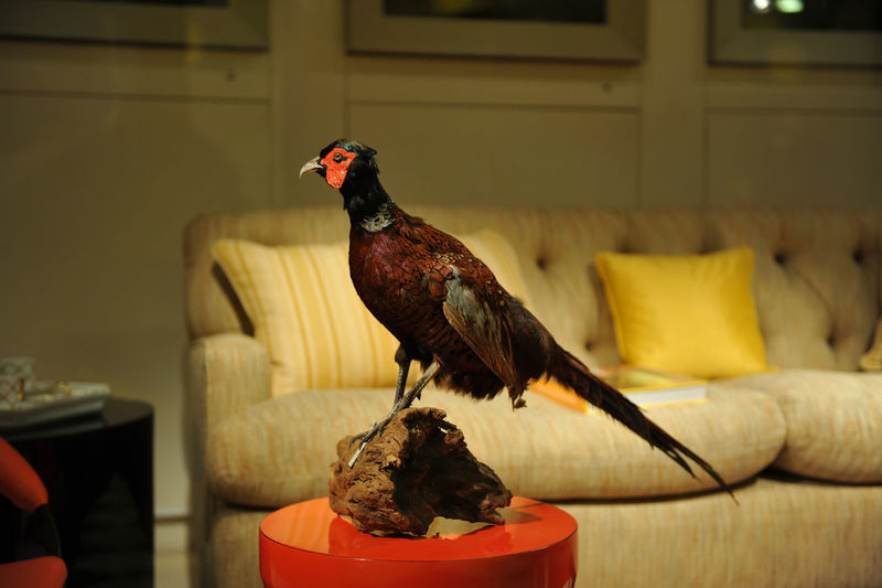 Stuffed pheasant in living room
