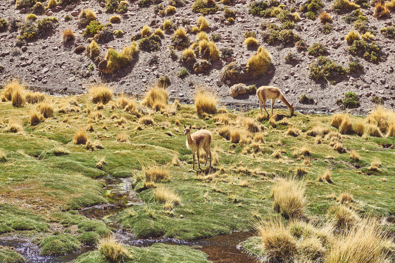 View of guanacos grazing in field