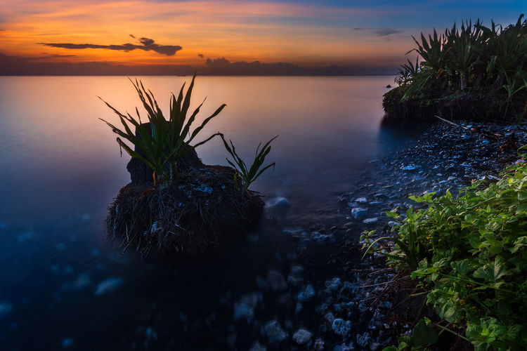 Plants growing at sea shore against sky during sunset