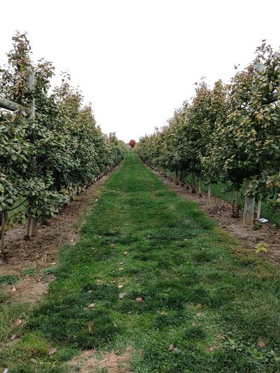 Scenic view of trees on field against clear sky