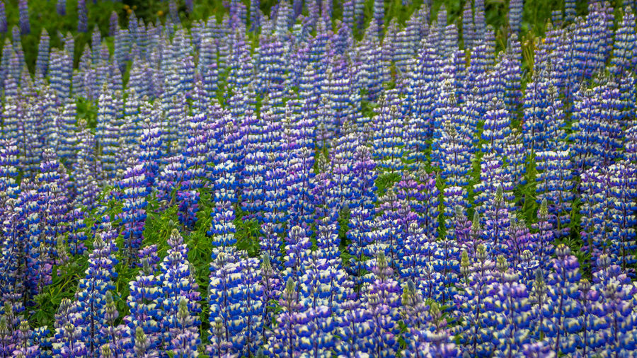 Mesmerizing almost hypnotic field of lupine flowers wave in unison