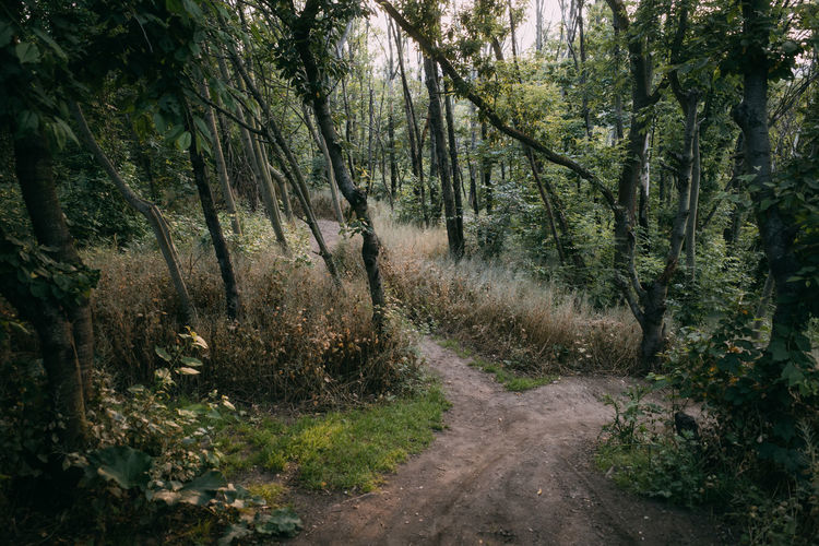 Road amidst trees in forest