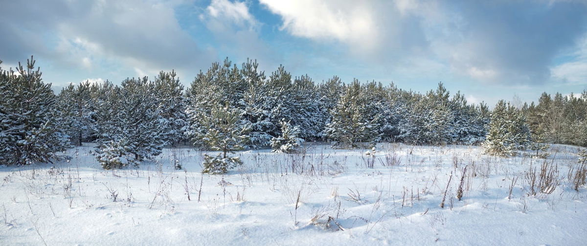 Panoramic shot of trees on snow covered field against sky