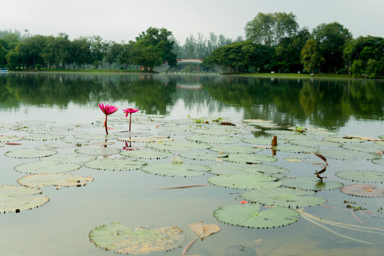 Lotus water lily floating on lake