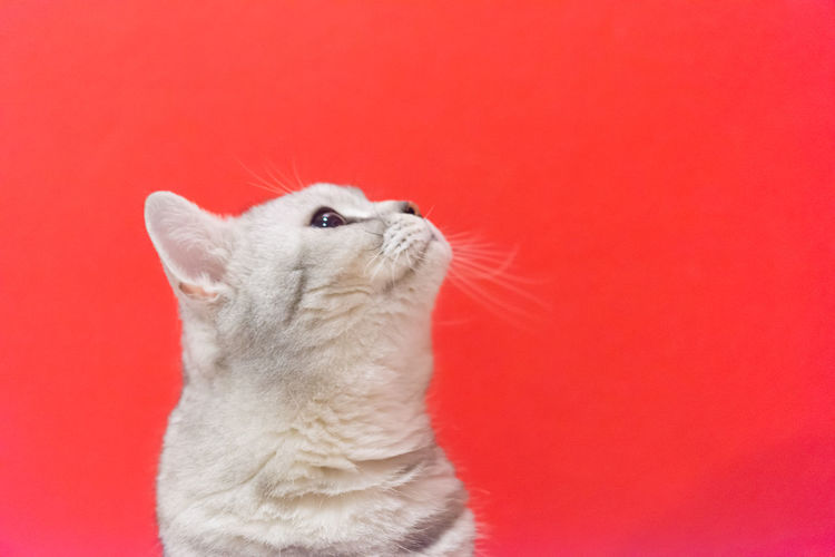 Cat looking away against red background