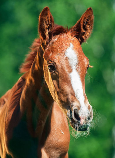 Close-up of foal standing against trees