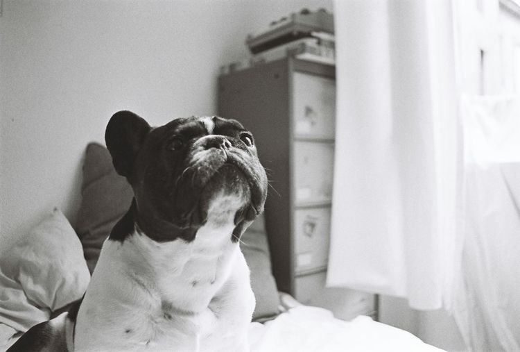 Close-up of french bulldog on bed at home
