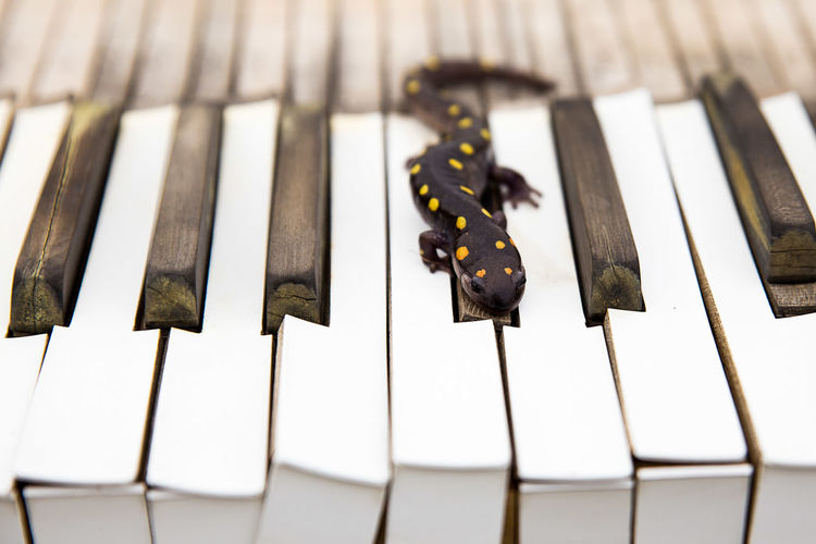 High angle view of salamander on piano keys