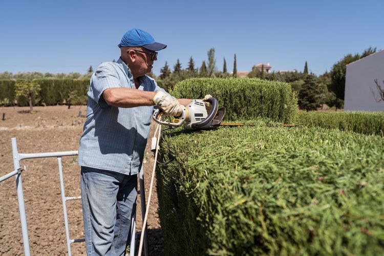 Side view of senior male gardener in casual clothes using electric hedge trimmer while standing on scaffolding and pruning green thuja trees during work against cloudless blue sky in countryside