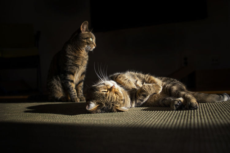 Portrait of two cats