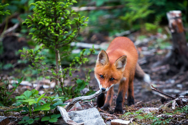 Fox chewing stick