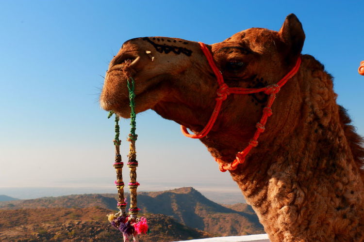 Close-up of a camel head on mountain against sky