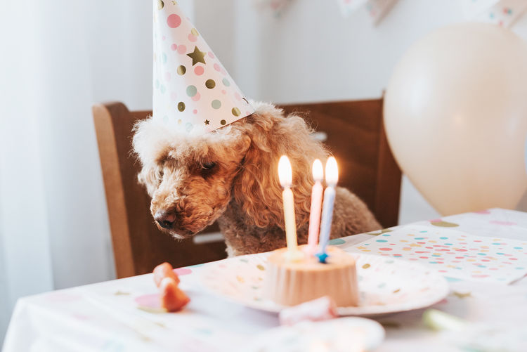 Apricot poodle dog celebrates its birthday with cake, bones and candles