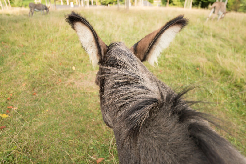 A donkey head and neck from behind. the donkey looks at 2 more donkeys. his mane has whirls.