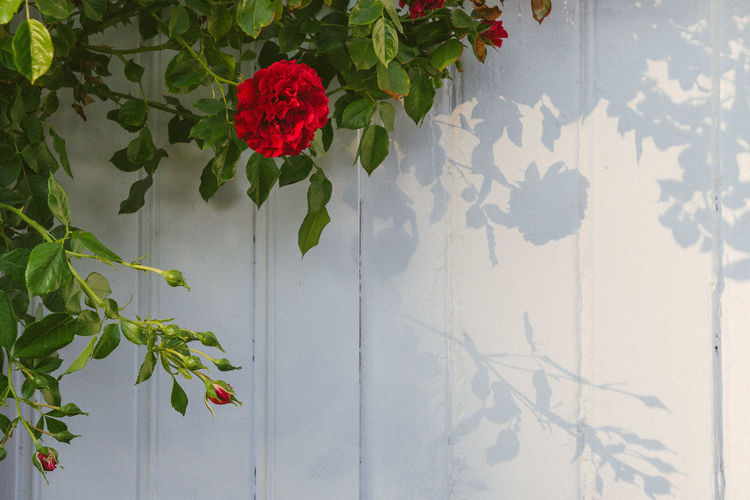 Red flowering plant against wall