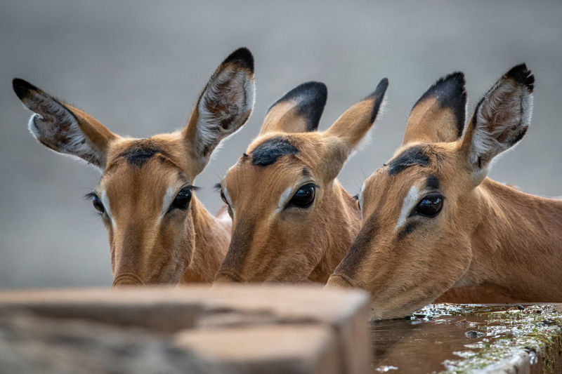 Close-up of three female common impala drinking