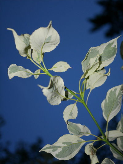 Close-up of plant against clear sky