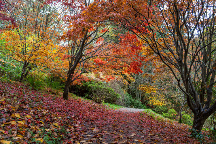 Autumn trees in forest