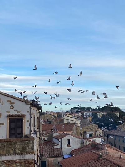 Flock of seagulls flying over buildings