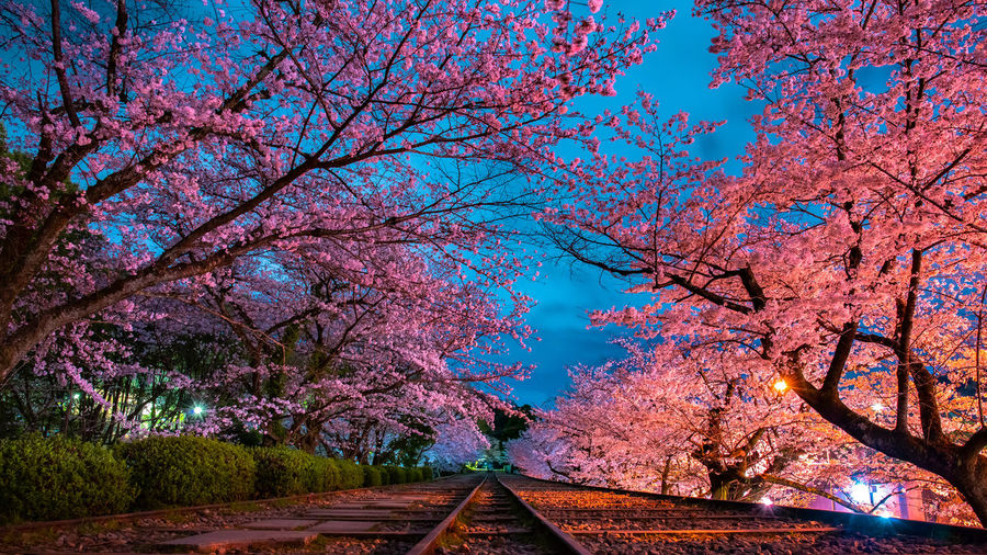 Low angle view of pink cherry tree