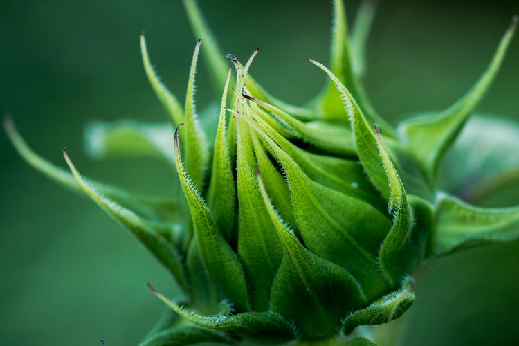 Close-up of green bud