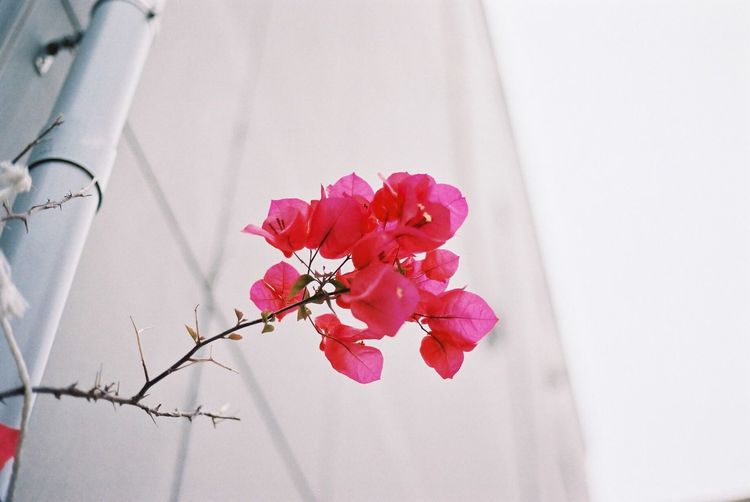 Close-up of pink flowers