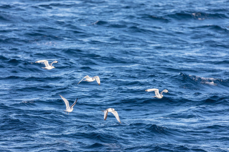 Seagulls flying above sea