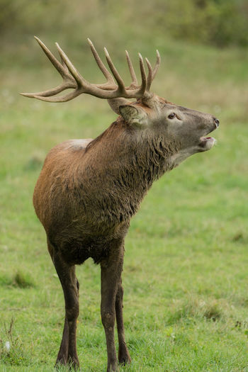 Stag standing on field