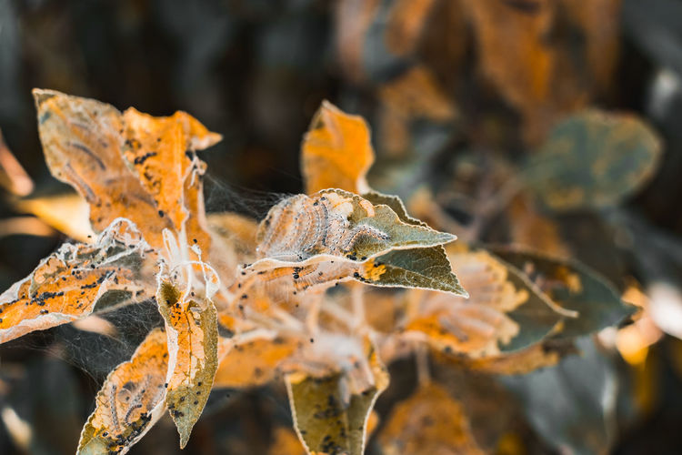 Close-up of dry maple leaves during winter