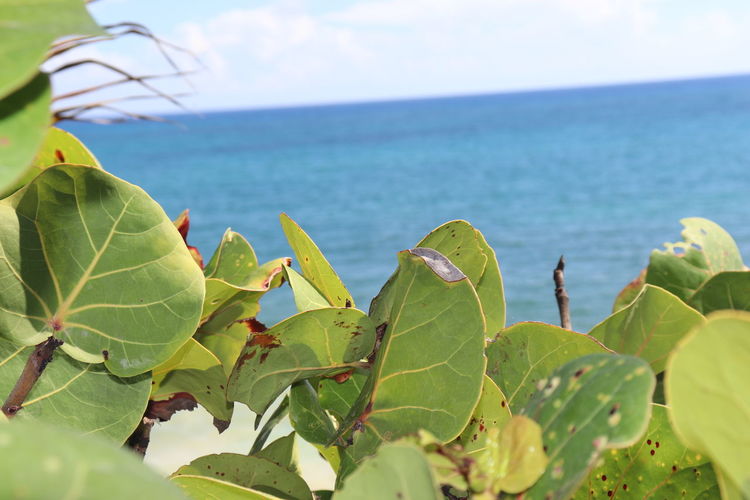 Close-up of plant by sea against sky
