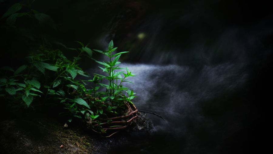 Plant growing on rock at night