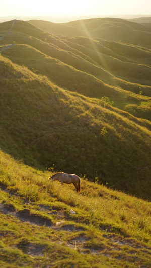 Horse on the wairinding hill, sumba island, indonesia