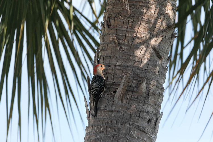 Red-bellied woodpecker melanerpes carolinus pecks on a tree food in naples, florida.