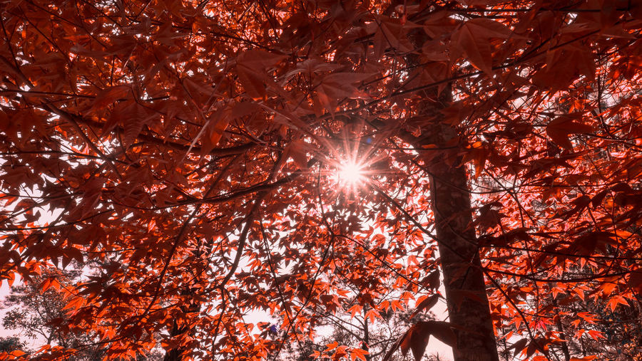 Low angle view of sunlight streaming through tree during autumn