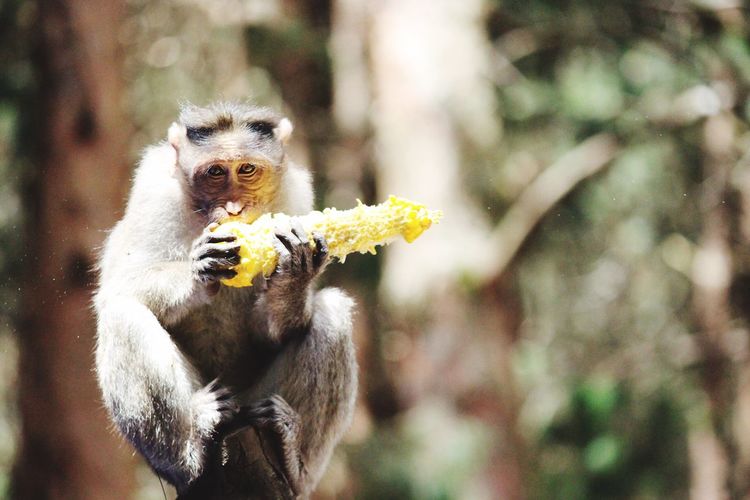 Close-up of monkey eating tree