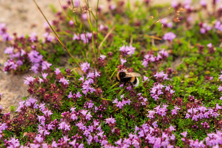 Close-up of bee pollinating on purple flower