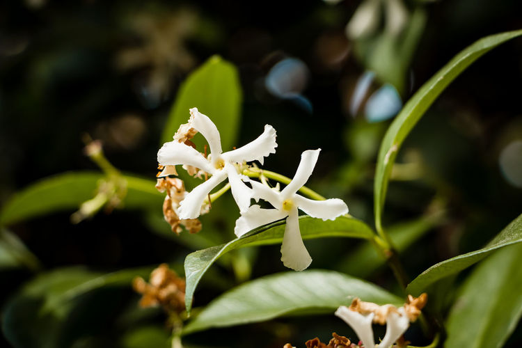Close-up of white flowering plant