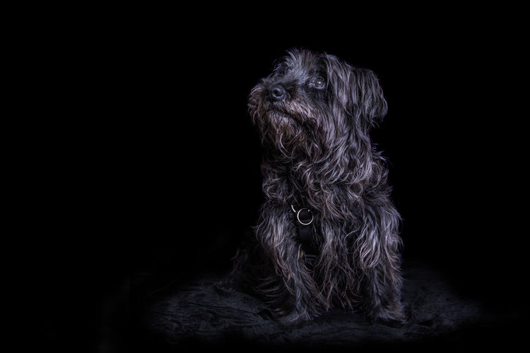 Hairy dog looking up against black background