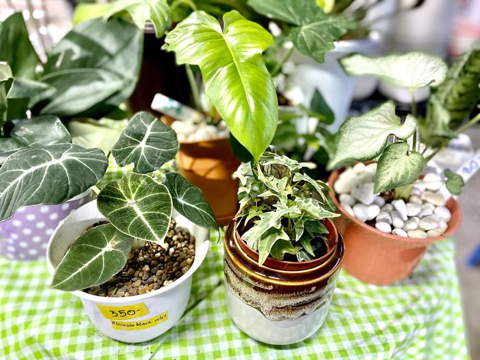 High angle view of leaves in potted plant