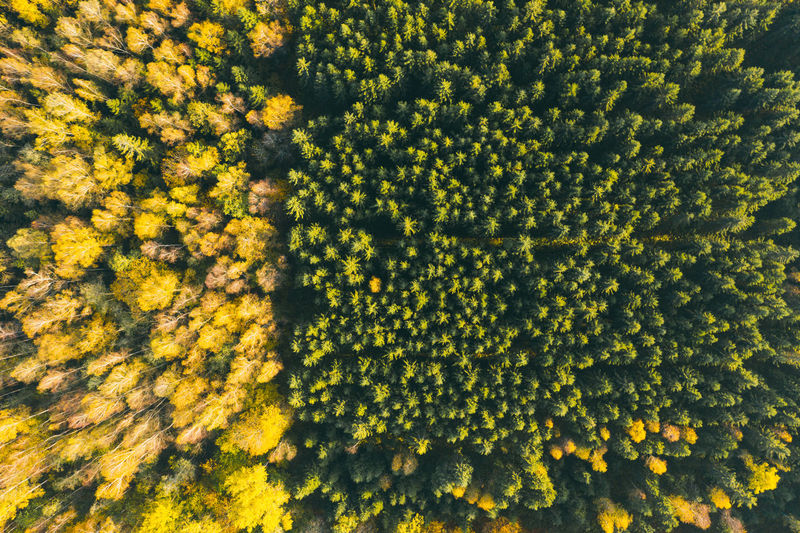 Aerial view of forest in autumn with colorful trees.