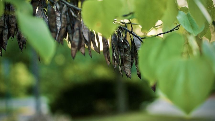 Close-up of leaves hanging on tree