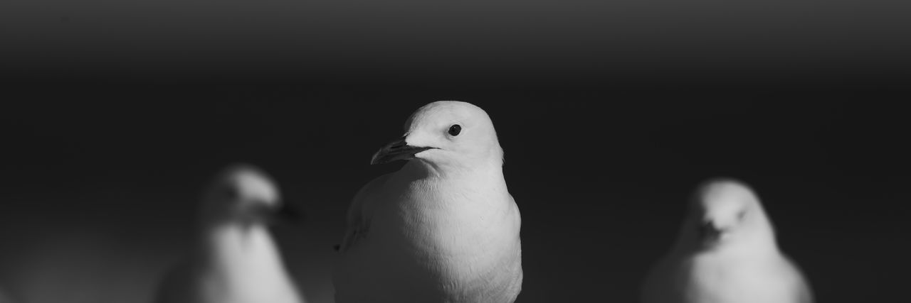 Close-up of a bird over black background