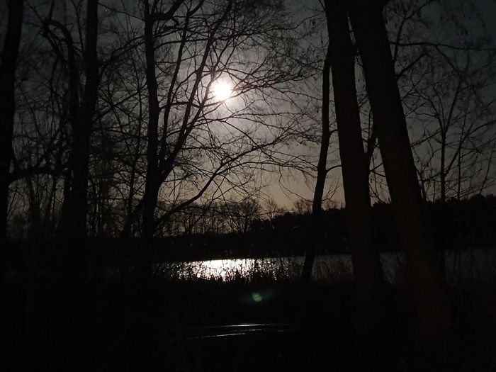 Silhouette bare trees by lake against sky at night