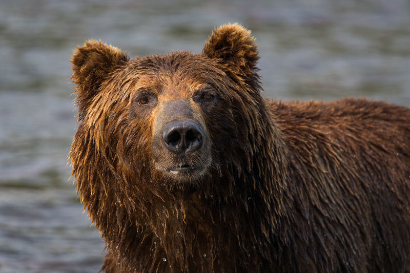 Close-up brown bear