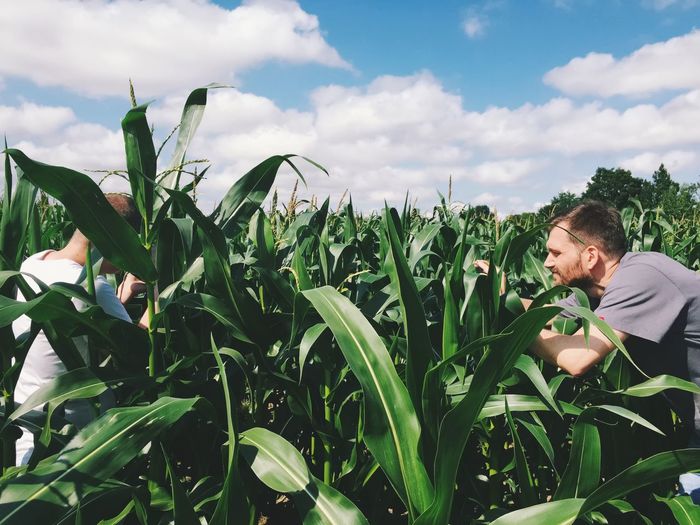 Men in corn field against sky
