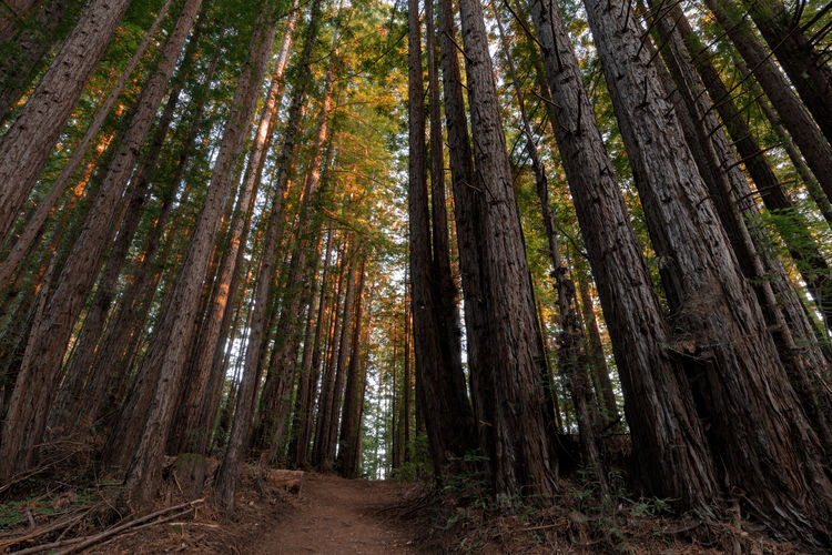 Trail crossing coast redwoods. henry cowell redwoods state park, santa cruz county, california