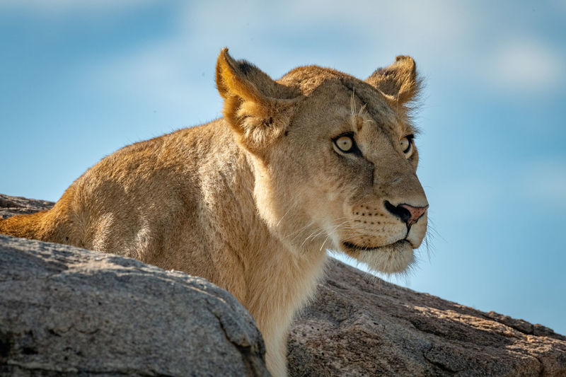 Big cat on rock against sky