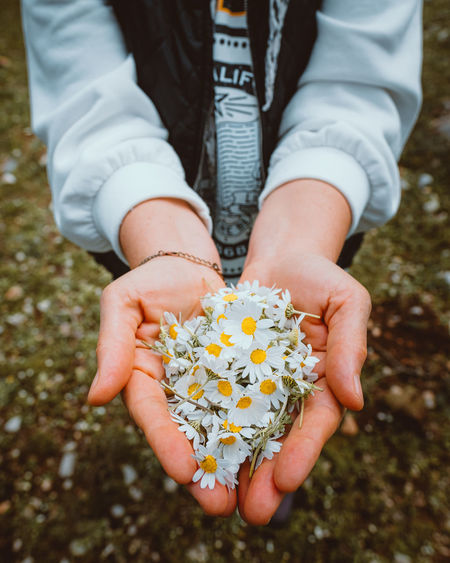 Hands of a woman holding chamomile flowers with nature in the background.